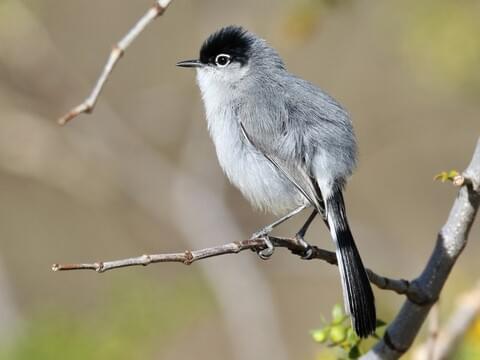 Black-tailed Gnatcatcher Identification, All About Birds, Cornell Lab of  Ornithology