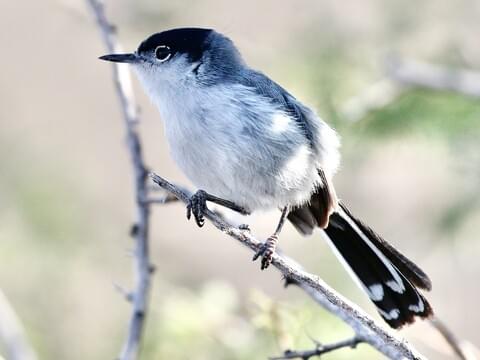 Black-tailed Gnatcatcher Identification, All About Birds, Cornell Lab of  Ornithology