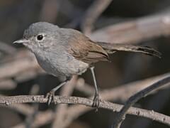 California Gnatcatcher