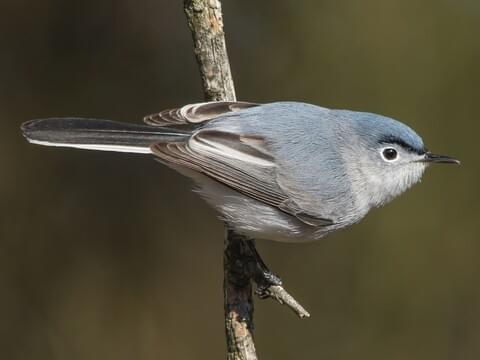 How to Identify a Blue Gray Gnatcatcher - Birds and Blooms