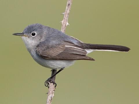 Blue-gray Gnatcatcher, Bird Gallery