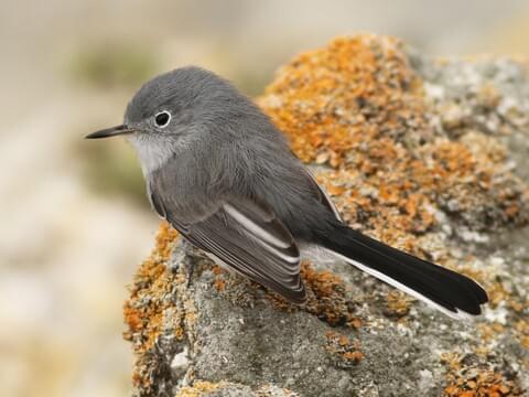 Blue-gray Gnatcatcher Identification, All About Birds, Cornell Lab of  Ornithology