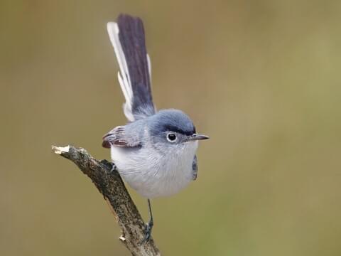 Blue-gray gnatcatcher: Big surprise in tiny package