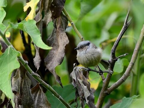 Long-tailed tit, They move through foliage and hang upside …