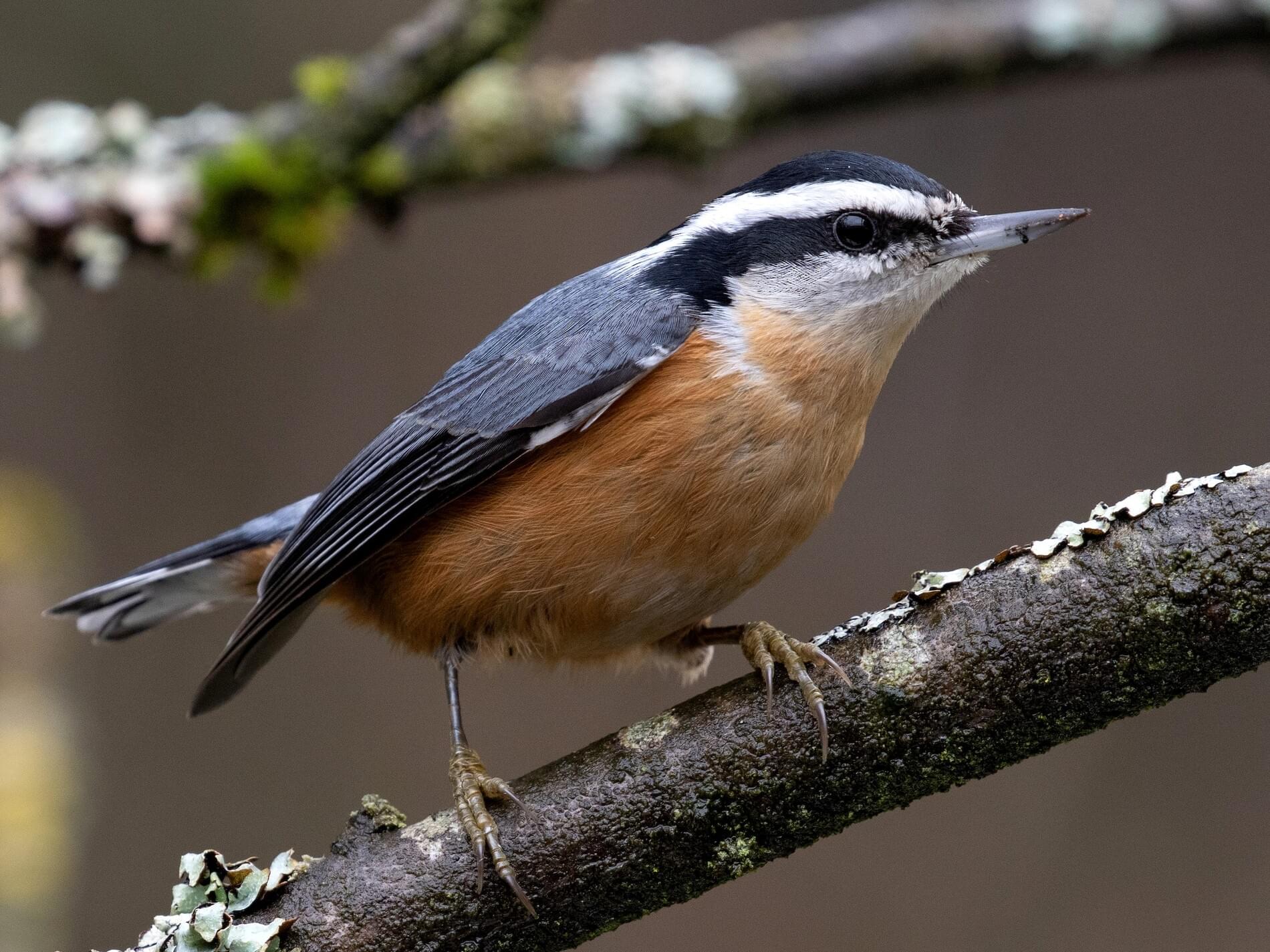 Red Breasted Nuthatch Celebrate Urban Birds