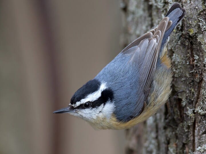 Red-breasted Nuthatch | Celebrate Urban Birds