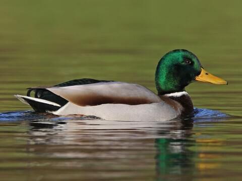 difference between male and female mallard ducks