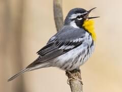 Black-and-white Warbler Identification, All About Birds, Cornell Lab of  Ornithology