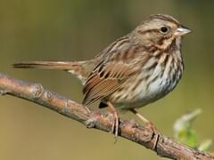 Song Sparrow Overview All About Birds Cornell Lab Of Ornithology
