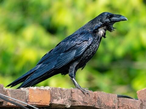 raven bird head