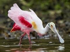 Pink Birds – Facts, List, Pictures