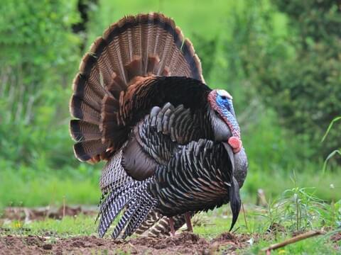 Rear View Of Single Wild Turkey With Full Tail Feathers Stock