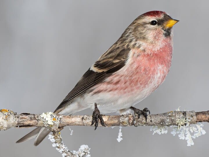 Common Redpoll 