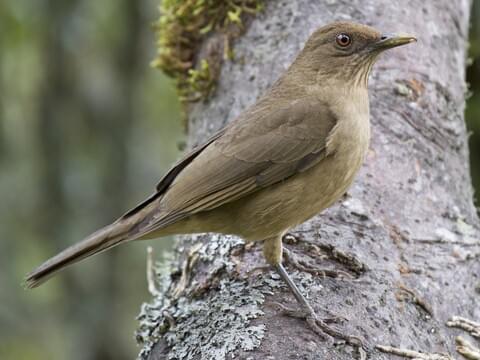 Clay-colored Thrush Adult