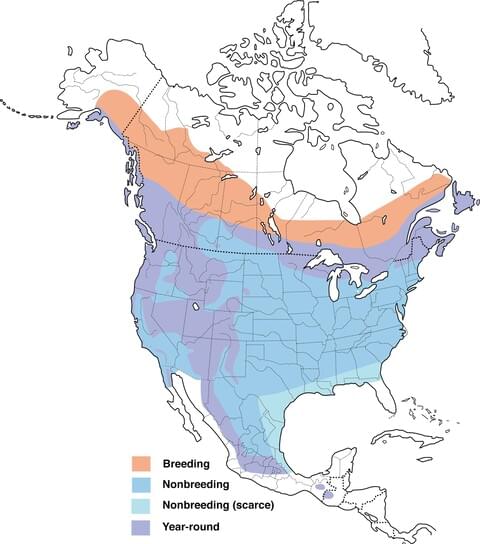 Pine Siskin | Celebrate Urban Birds