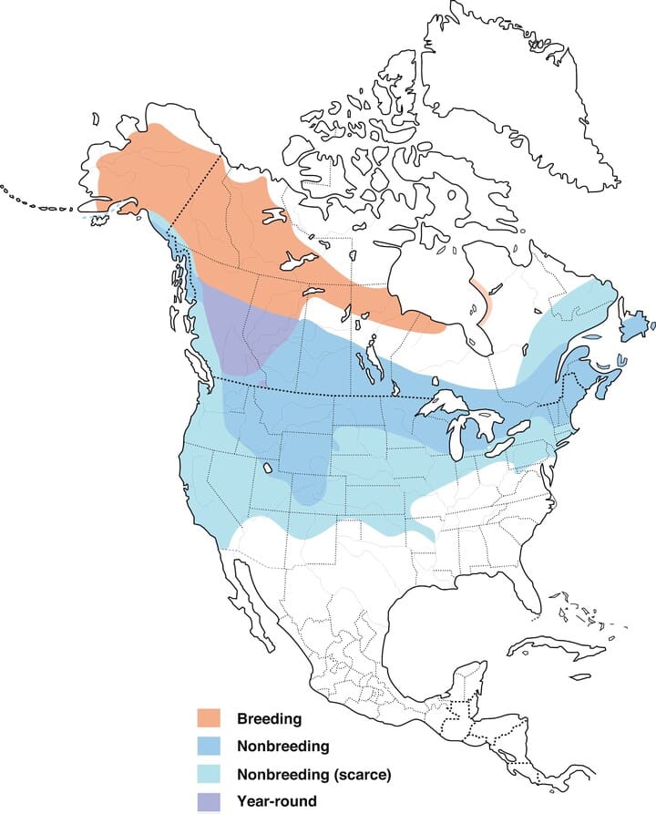 Cedar Waxwing Range