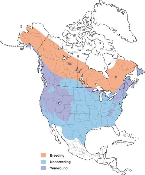 Dark-eyed Junco | Celebrate Urban Birds