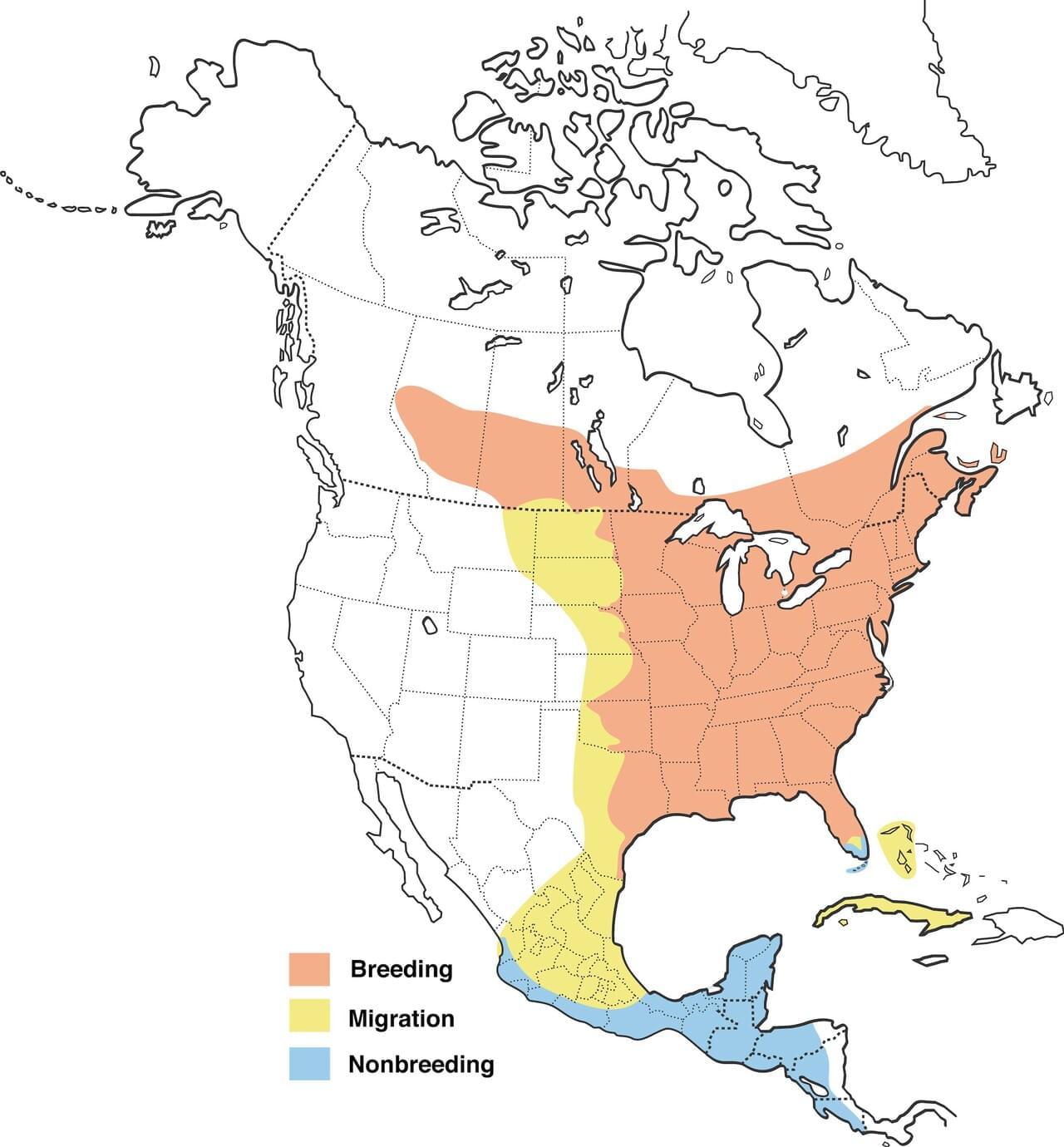 Rubythroated Hummingbird Celebrate Urban Birds