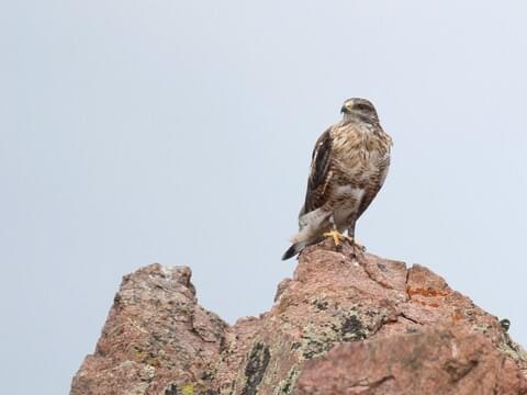 Ferruginous Hawk Identification All About Birds Cornell