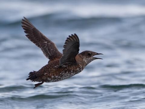 Marbled Murrelet Identification All About Birds Cornell Lab Of Ornithology