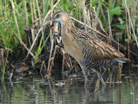 Clapper Rail Identification, All About Birds, Cornell Lab of