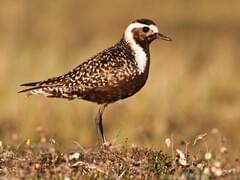 american golden plover migration map