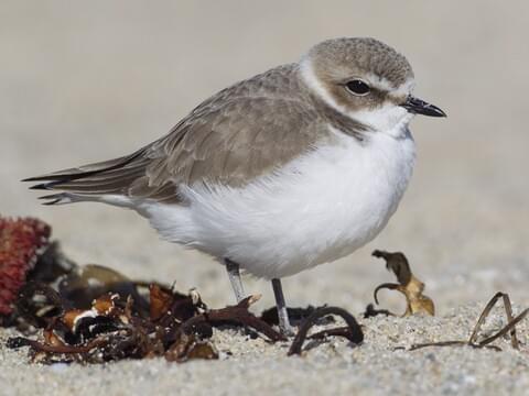 Snowy Plovers Print~Silk Birds 2024 for Anniversary~Endangered Bird Print~Bird Lover Silk Print~Plover Lover Print~Piping Plovers~Silk for her.