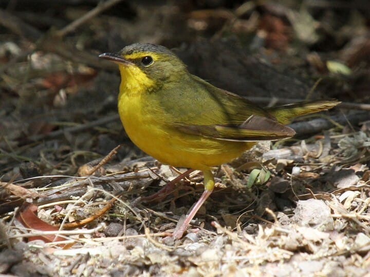 Similar Species To Yellow Breasted Chat All About Birds Cornell Lab Of Ornithology