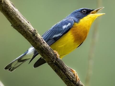 Tropical Parula Male