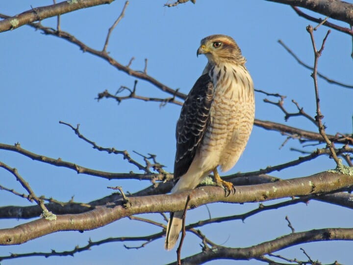 Roadside Hawk | Celebrate Urban Birds