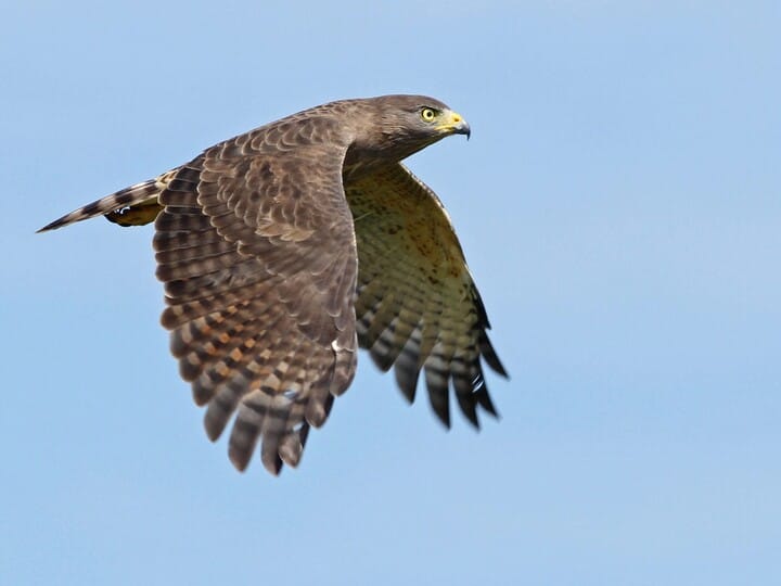 Roadside Hawk 