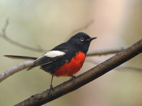 painted redstart