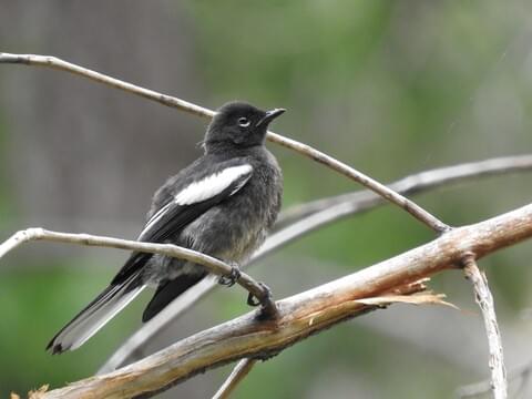 painted redstart