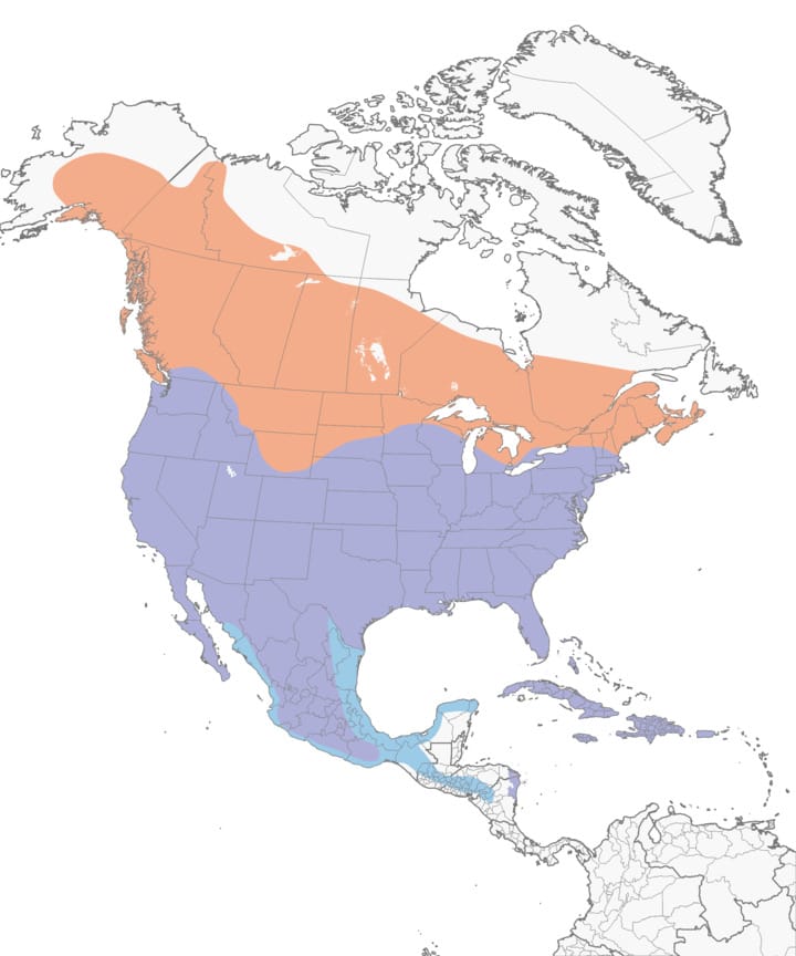 geographic map red shouldered hawk