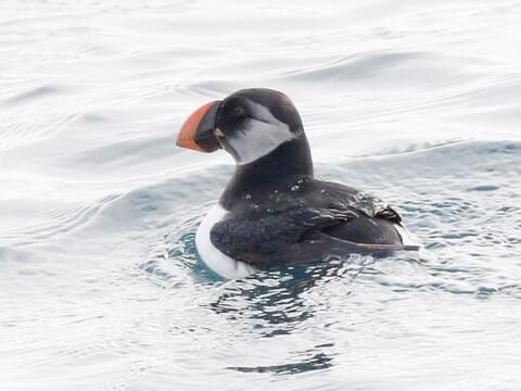 Atlantic Puffin Identification, All About Birds, Cornell Lab of