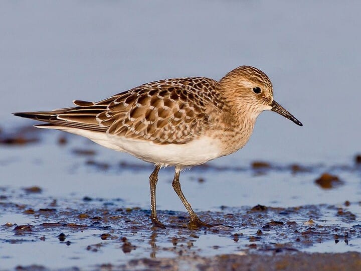 western sandpiper vs. semipalmated sandpiper