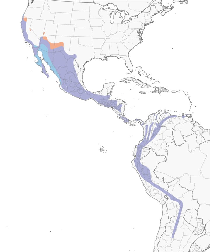 Black Phoebe — Eastside Audubon Society