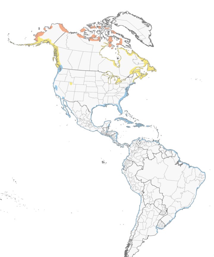 american golden plover migration map