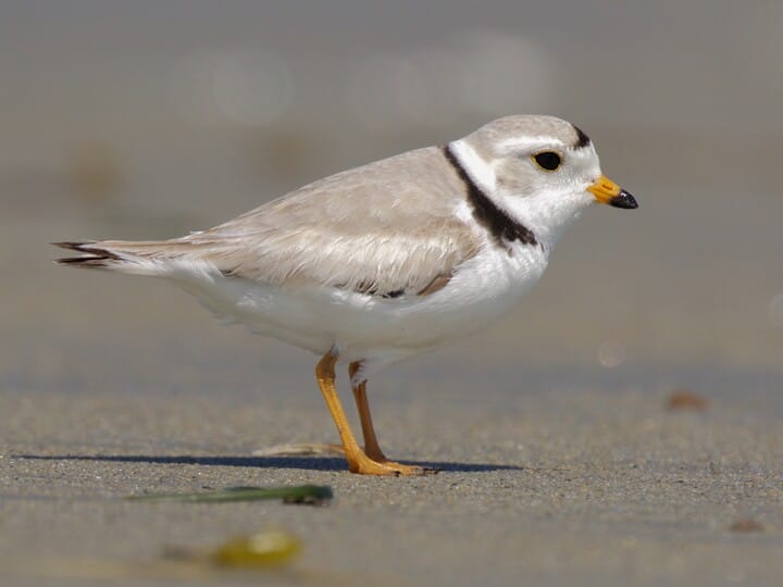 Piping Plover Breeding adult