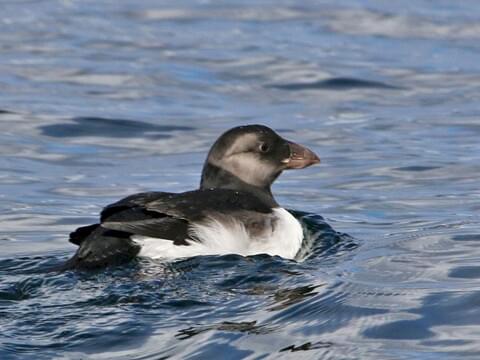 Horned Puffin Identification, All About Birds, Cornell Lab of