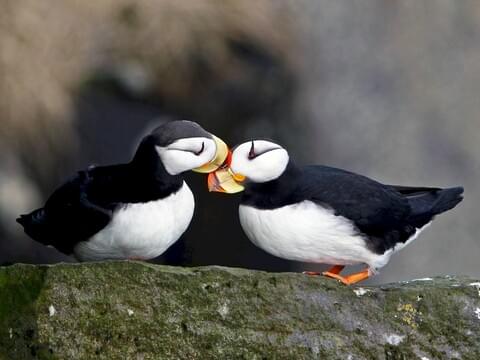 Atlantic Puffin Identification, All About Birds, Cornell Lab of