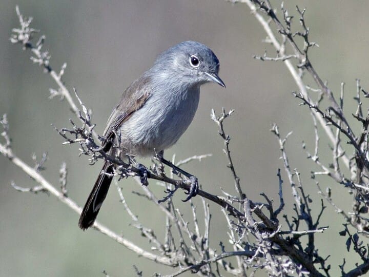 Blue-gray Gnatcatcher Overview, All About Birds, Cornell Lab of Ornithology