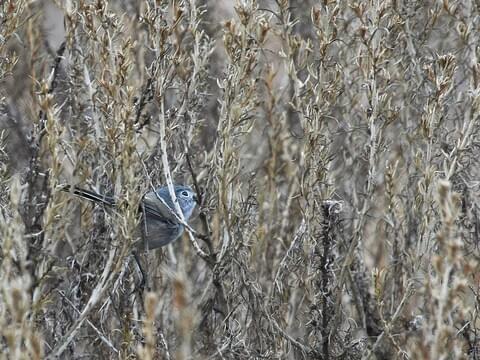 California gnatcatcher: a tiny bird that keeps its seaside habitat healthy