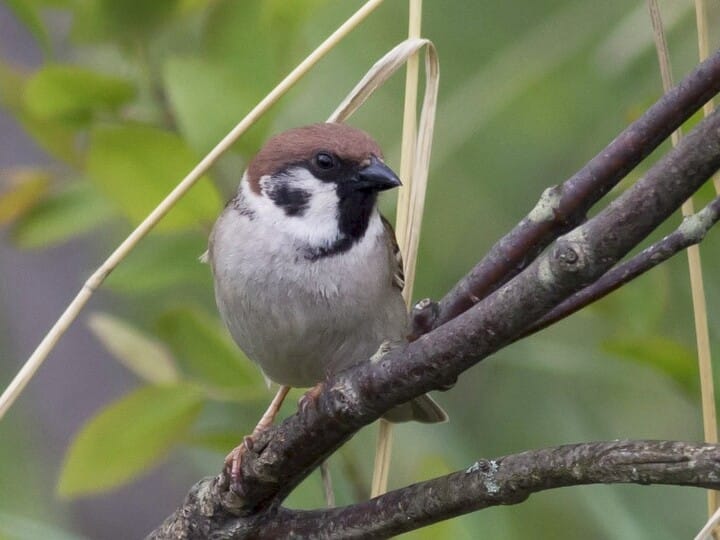 Similar Species to House Sparrow, All About Birds, Cornell Lab of  Ornithology