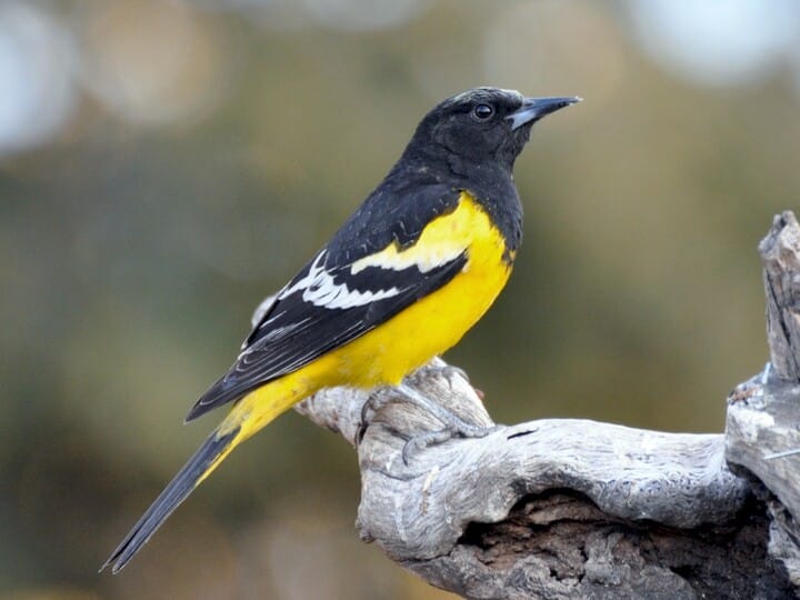 Black-vented Oriole  Audubon Field Guide