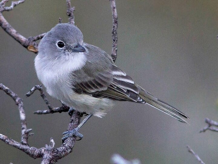 California gnatcatcher: a tiny bird that keeps its seaside habitat healthy