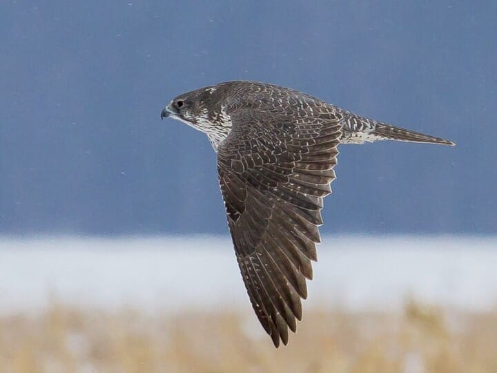 Similar Species To Peregrine Falcon All About Birds