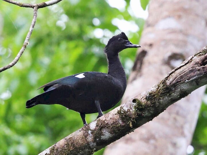 Behavior of the Muscovy Duck