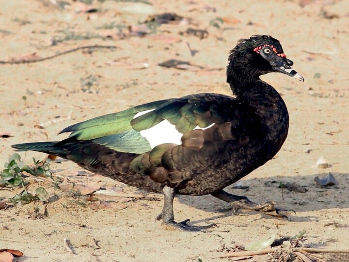 Shape of the Muscovy Duck