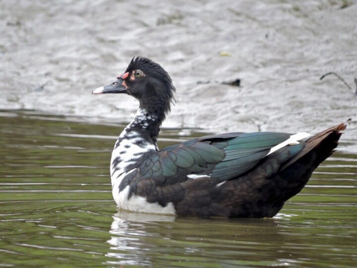 Color pattern of the Muscovy Duck